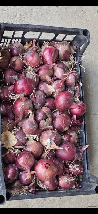 Sprzedam cebulę czerwoną