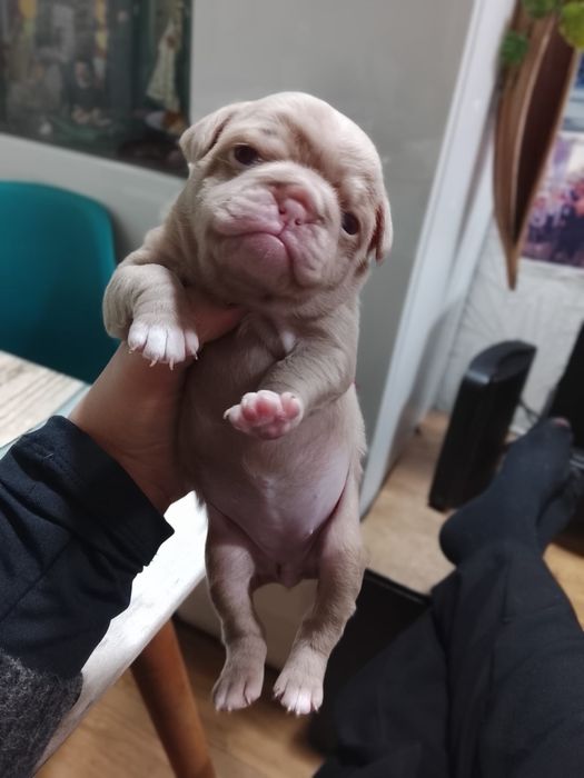 “MENINO “ PUG   PINK “