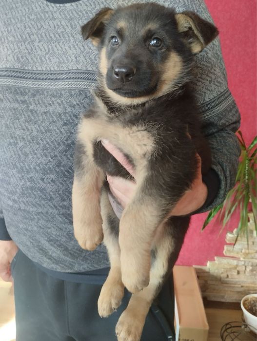 Продам цуценят Німецької вівчарки