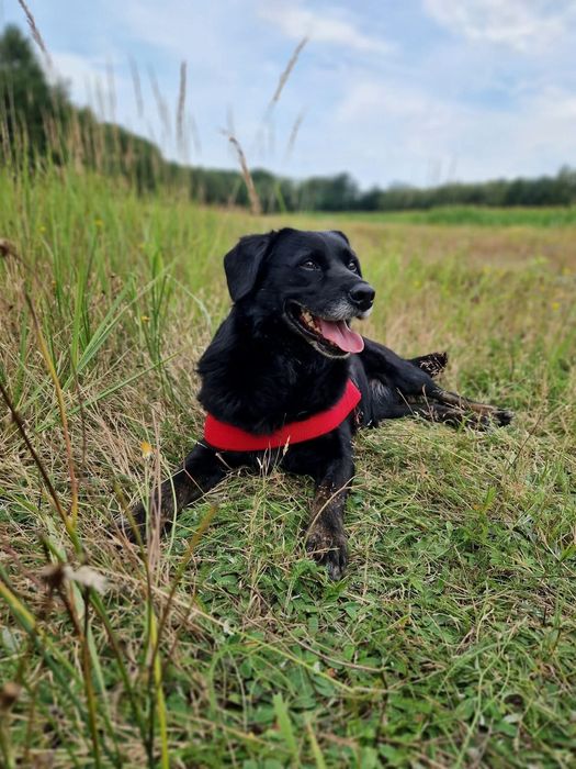 Uroczy czarnulek Hapsik czeka nom
