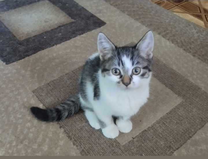 Грайливі, ласкові кошенята в добрі , надійні руки