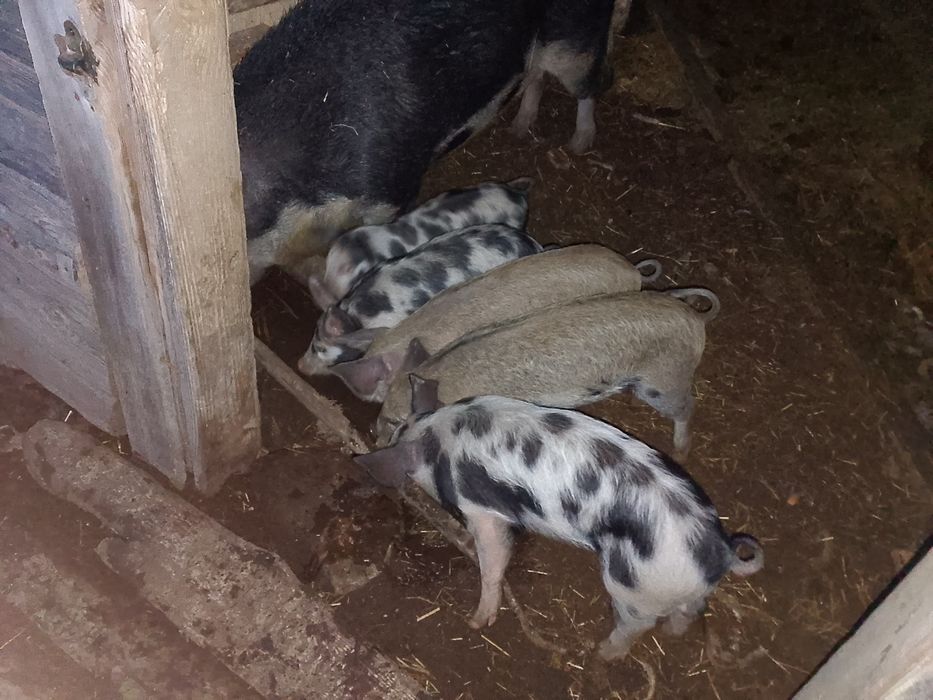 Mangalice prosięta,