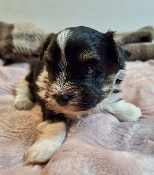 - Yorkshire  Terrier - biewer