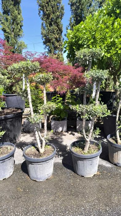 Oliveiras em formato Pom-Pom