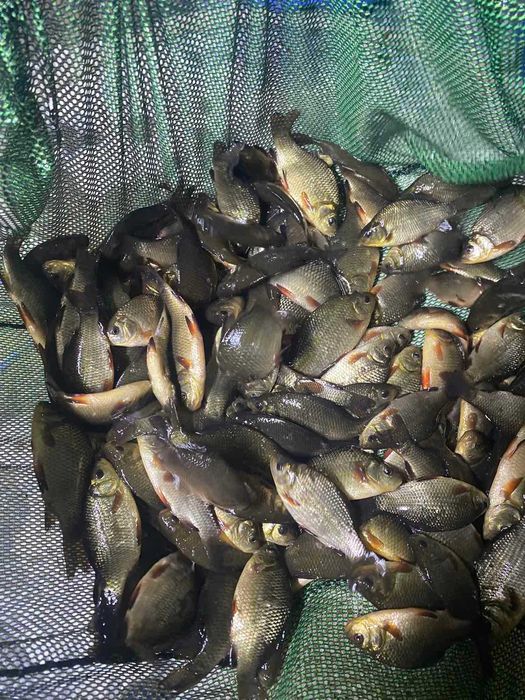 Короп. амур, лин. товстолоб та інші рибки