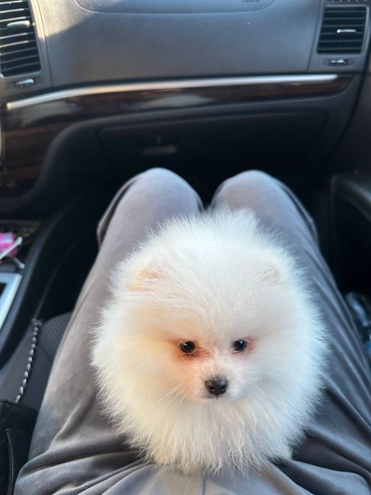 Продається міні шпіц