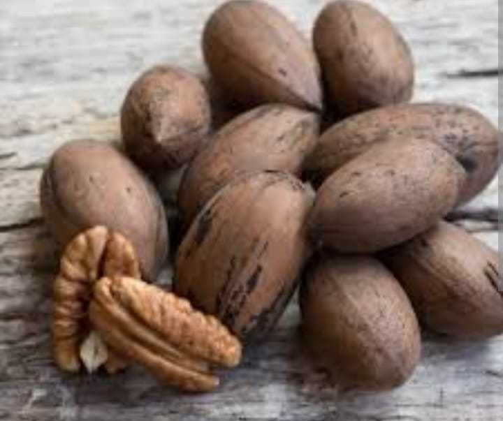 Nogueiras Pecam em vaso