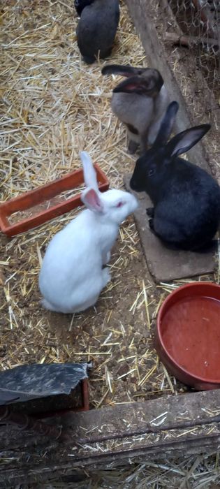 Coelhos caseiro para consumo ou criação
