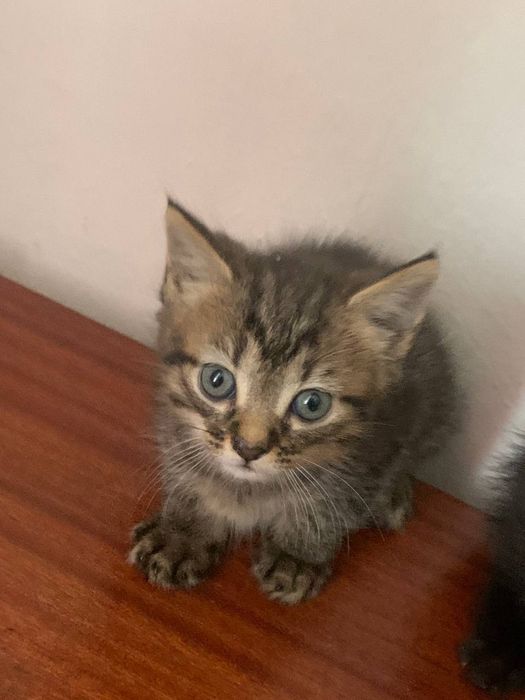 Прилаштовуються кошенята в добрі ручки