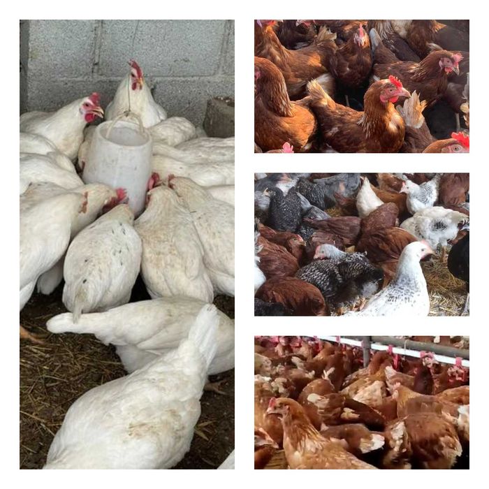 Продам кури несушки! Доставка безкоштовна. Білопілля!