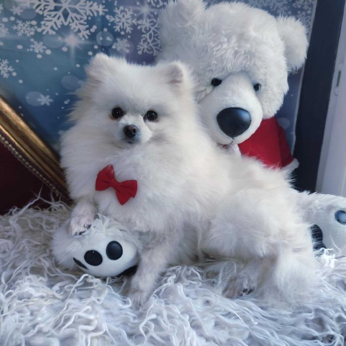 Szpic miniaturowy > młody samiec /paszport/szczepienia/kwarantanna .