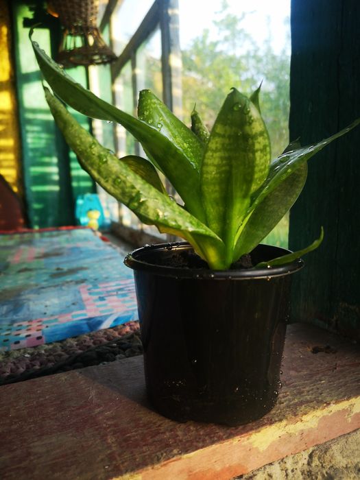 Сансевієрія (кімнатна рослина)