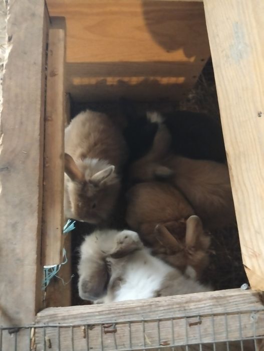Coelhos anões com 2 meses