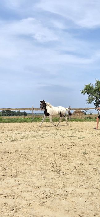 Wałach SP malowany