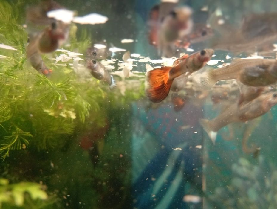 Aquario com guppy