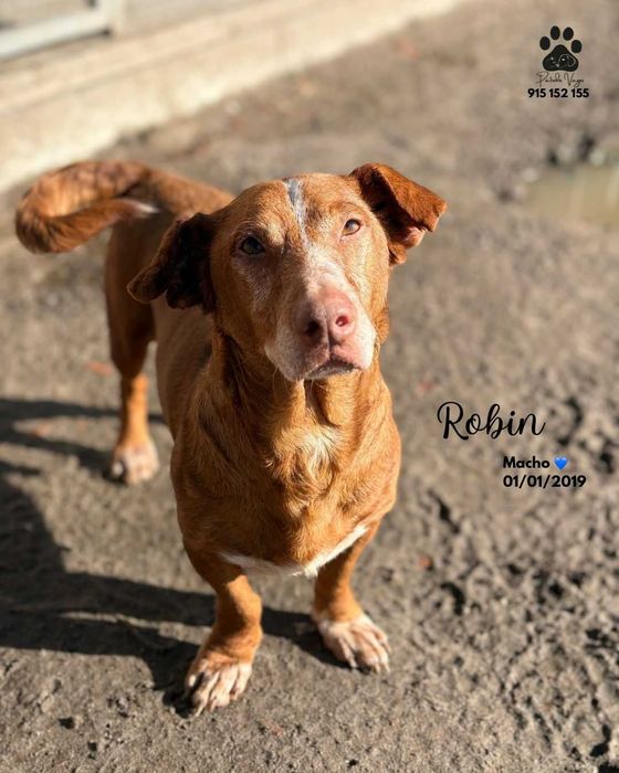 Cao salsicha para adoçao (Robin)