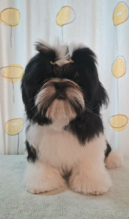 Хлопчик з родоводом