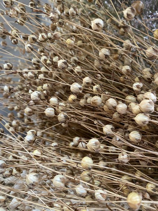 Льон Сухоцвіти Рослини Букет