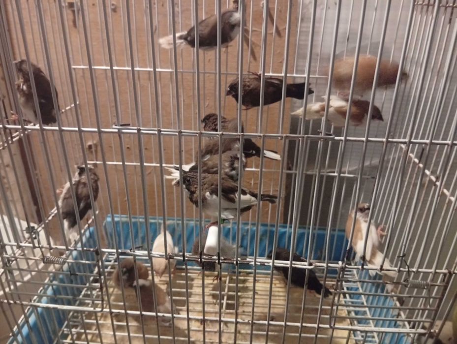 Agapórnis caturras bengalins kakariquis e red rumped