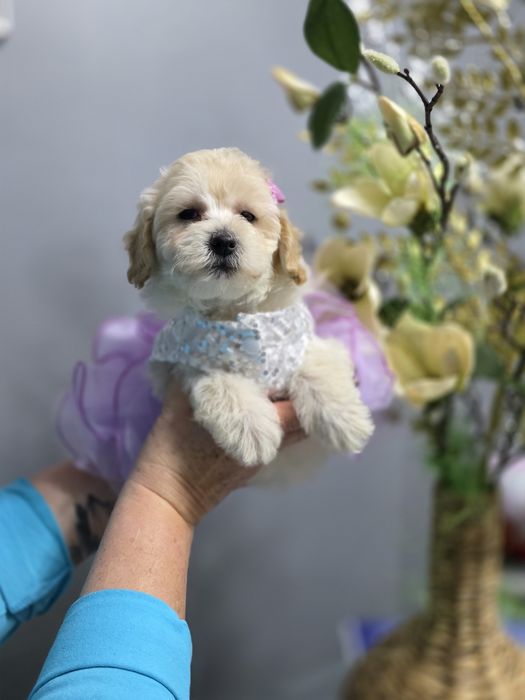 Maltipoo pełna uroku sunieczka red