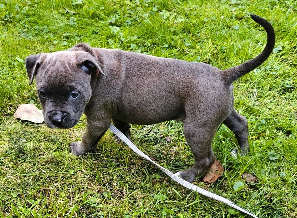 Amstaff Blue - suczka 4 - REZERWACJA