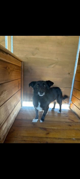 Mała Krysia do adopcji