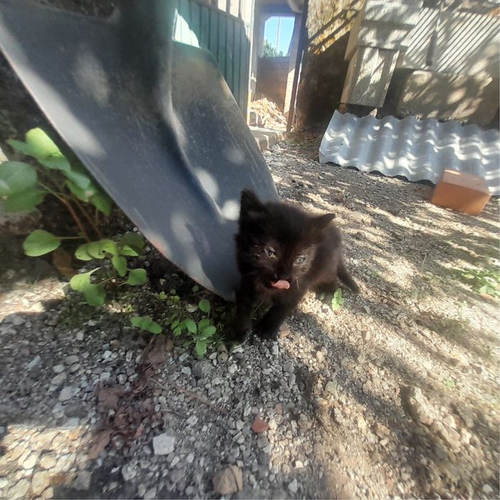 Gatinhos para Adoção