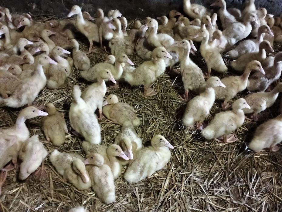 Kaczki Pekin Maximus