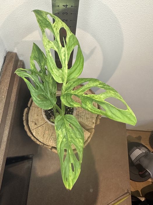 Монстера Monstera Adansonii Mint Indonesia.
