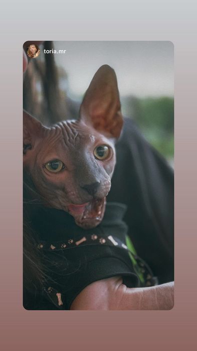 Продам Канадського сфінкса