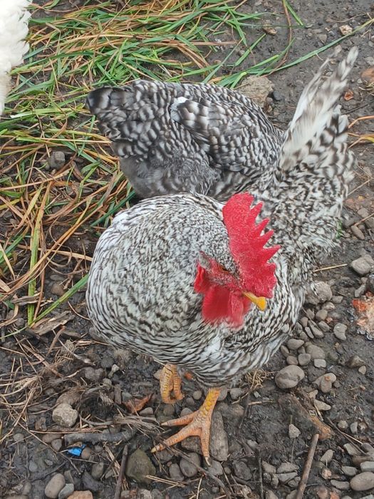 Півень!! Чеський Домінант