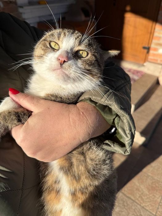 Віддам в добрі руки