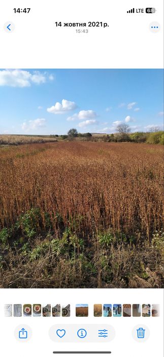 Продам насіння гречки