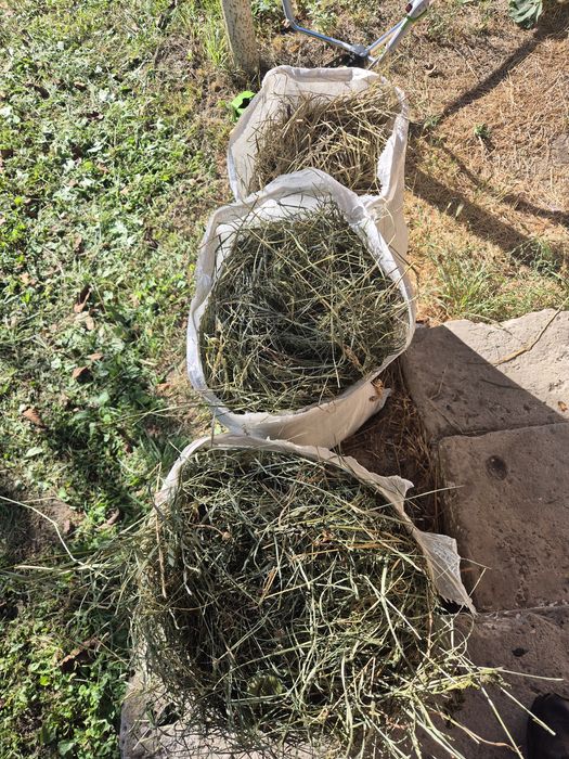 Продам сіно можу відправити поштою .