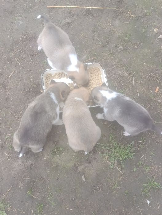 Продам цуценят ЗСЛ
