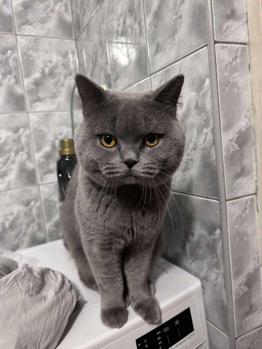 Daryl piękny kot brytyjski czeka na randke