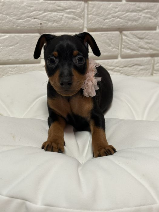 Щенки цвергпинчера. 2 мес привиты.