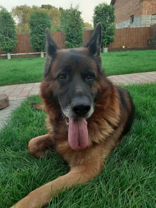 Німецька вівчарка,  дівчинка.