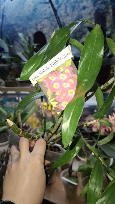 Орхідея дендробіум