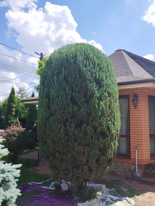 Обрізка саду. Ландшафтний дизайн. Стрижка. Обробка.Скарифікація газону