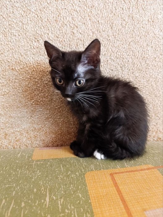 Віддам кошенят безкоштовно