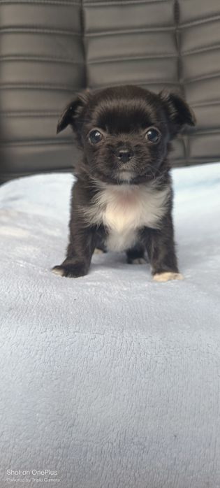 Мини девочка чихуахуа