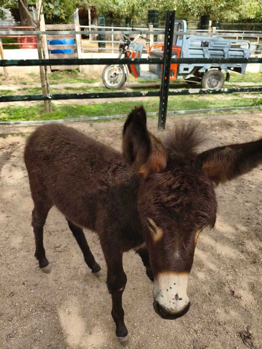 Burrinho com 4 meses