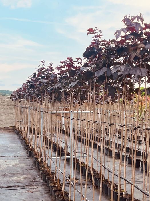 Klon Kulisty Czerwony Royal Red 160-180 cm 180 zł