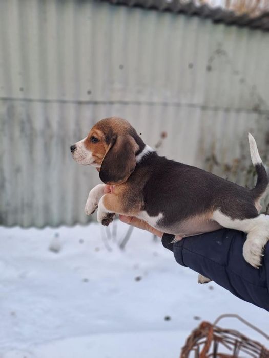 Щенки бигль готовые к переезду