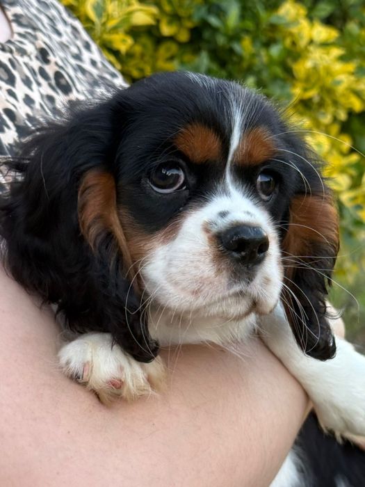 Suczka Cavalier King Charles Spaniel