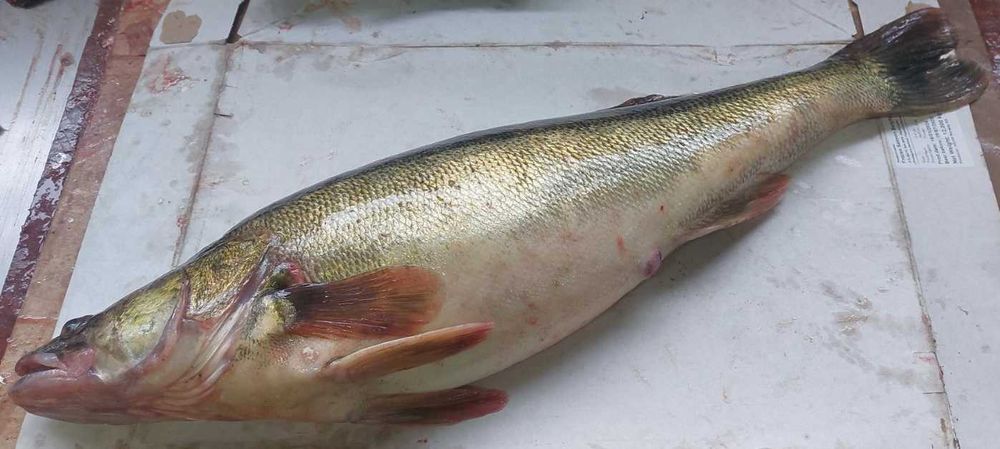 Свежая речная рыба.Карп.Сазан.Щука.Сом.Судак.Мороженая рыба.Линь.