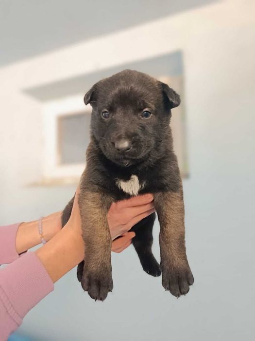 Хлопчик та дівчинка щенята бельгийской вівчарки малінуа!