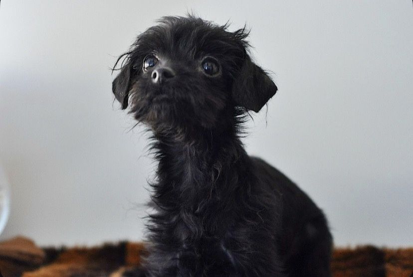 Той- терьер хлопчик