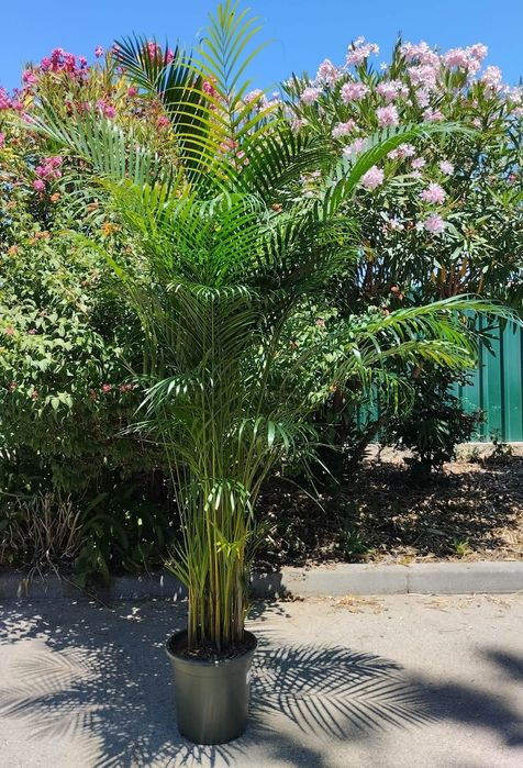 Palmeira Areca bambu, Dypsis lutescens